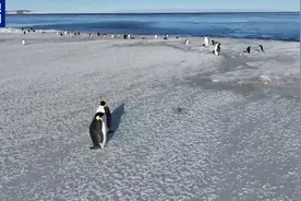 在南极秦岭站可以和它们做邻居 我慕了~图片