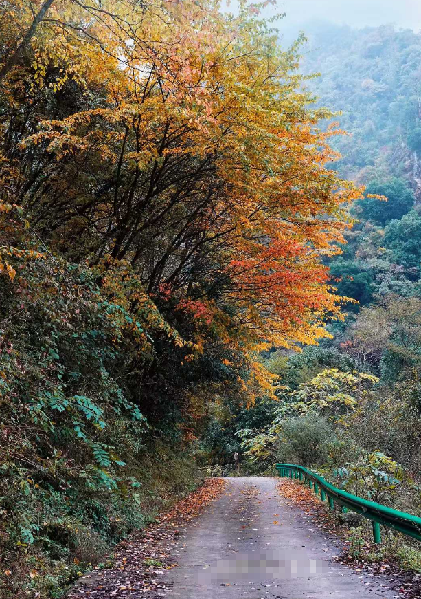青睐绵阳 ‖ 小众彩林秘境！平武这条沟藏着最惊艳的秋天~