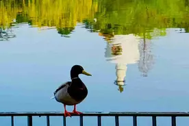 京城拍客今日精选｜繁花盛景皆入眼 泛舟湖上拾春色图片