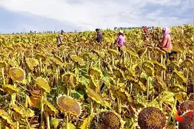 玉门：千亩葵花采收忙 结出致富“金瓜子”图片