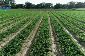 七彩花生播种忙，东方四更镇致力打造现代化农业生产示范基地图片