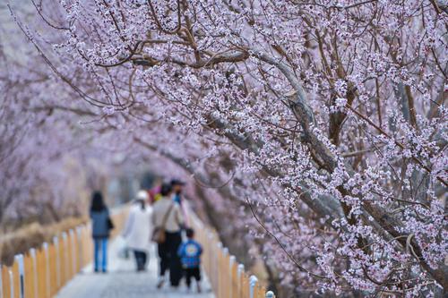 沙海繁花 春满敦煌