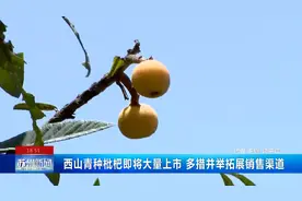 西山青种枇杷即将大量上市 多措并举拓展销售渠道图片