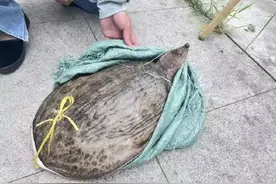 卖鳖套路再现北京街头，遇见了怎么办？举报！图片