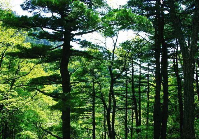 连免4天！洛阳木札岭景区中国旅游日免门票