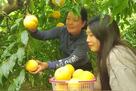 民权县：特色种植铺就“致富路”图片