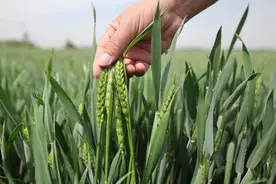 网传小麦青贮问题，农业农村部回应！还留下热线电话图片