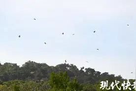 南京的老鹰喜欢在哪睡觉？老山！图片