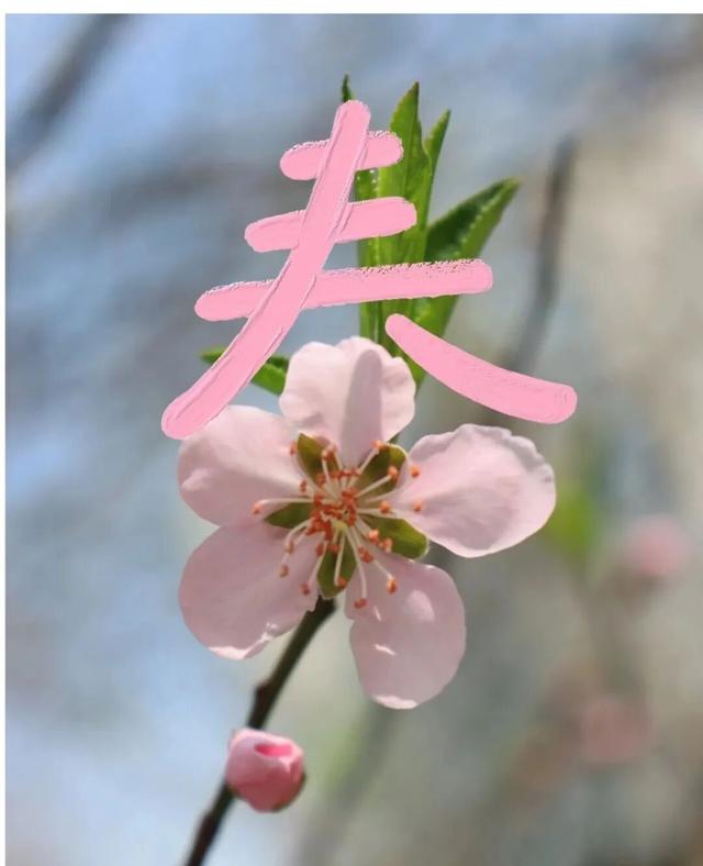 固原山花花期预报来了！（附最佳赏花地）