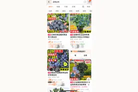 阳台新顶流来了！盆栽蓝莓怎么种，专家这么说图片