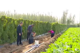 潍坊市坊子区：铁棍山药一斤卖8元 农民增收有底气图片