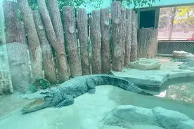 鳄鱼“一动不动”是假的？广州动物园回应：是真鳄鱼，只是不爱动图片