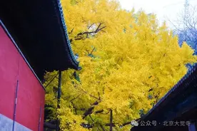 叶黄成“瀑”！京城古寺千年银杏迎最佳观赏期图片