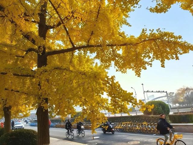 秋意正浓，邂逅浪漫！快来打卡“七站两场”地区的限定秋色