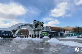 在黑龙江亚布力看大熊猫雪地“撒欢儿”图片