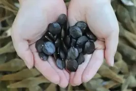 明起开售！网友：让我买到一次吧！图片