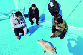 海豹因难产濒临死亡 长岛产科主任为其做接生手术图片