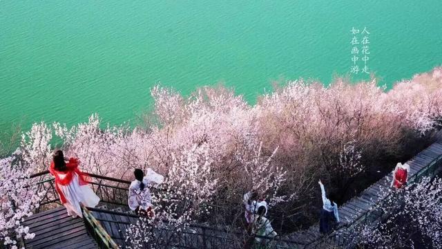 黄河畔 桃花醉｜荆紫仙山第十二届桃花节将于3月8日启幕