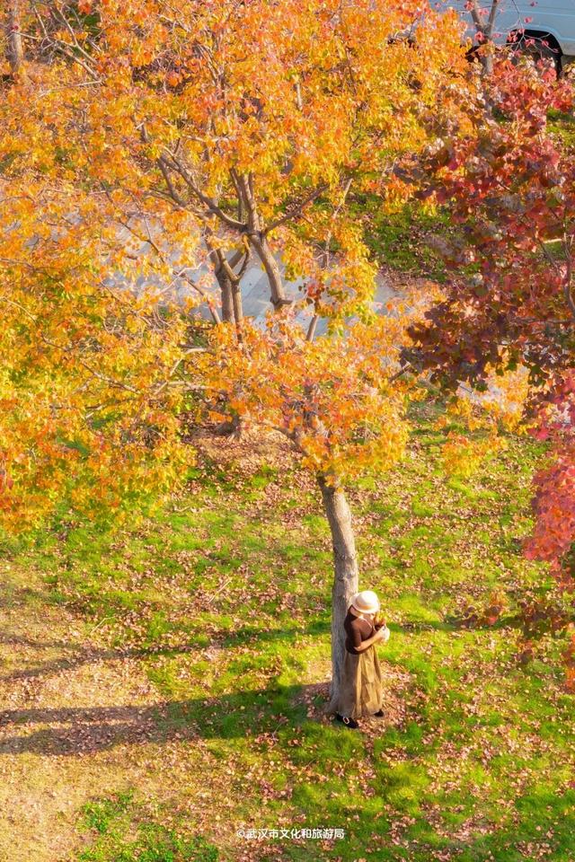 实况！武汉彩叶季来了，这些地方最出片