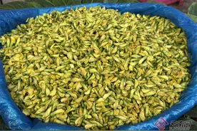 云南头茬金雀花、石斛花抢“鲜”上市图片