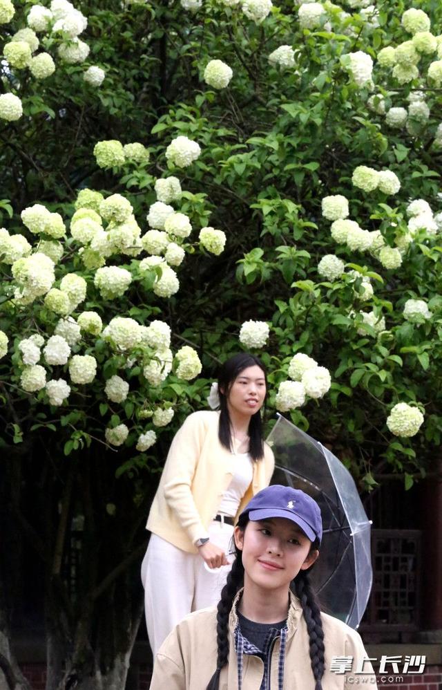 湖南烈士公园木绣球盛放 市民打卡享春光 | 组图