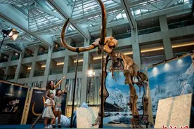 香港苏富比展出逾万年前的珍贵猛犸象化石标本图片