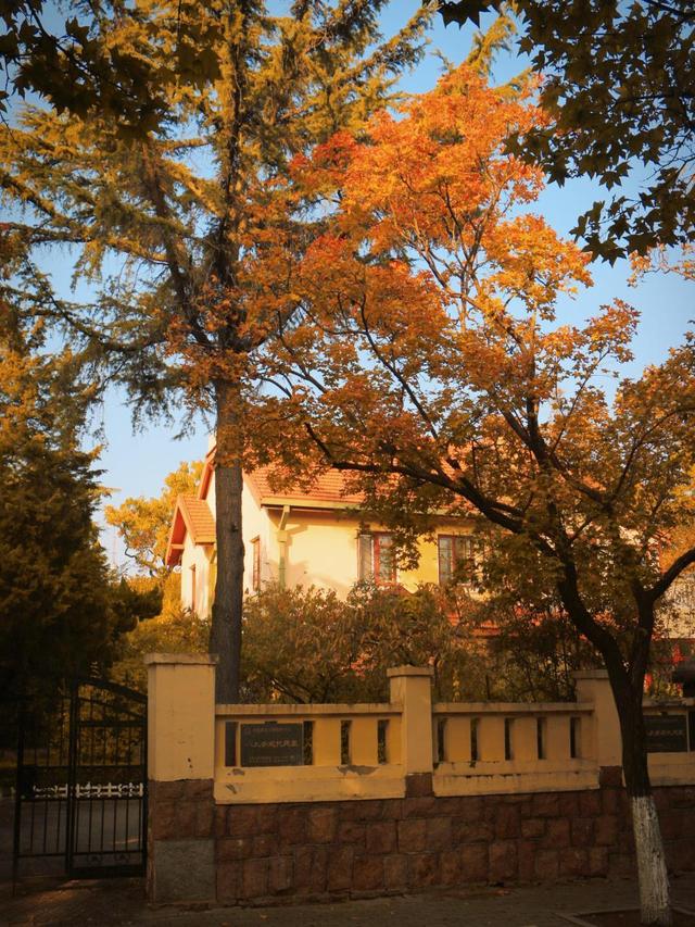 市北巴士219路：开进金色童话的公交车