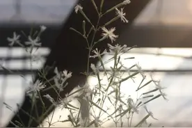 这种形似“飞鸟”的植物，是非常好的“美容材料”图片