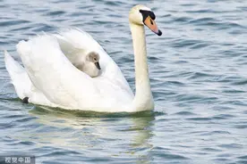 郑州：疣鼻天鹅妈妈“背”幼崽游湖觅食图片