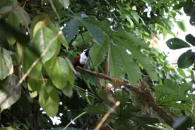 哥斯达黎加的野生动物图片