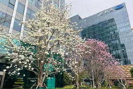 正值盛花期，从入门到资深 玉兰赏花宝典在此图片