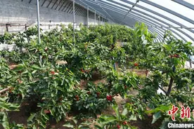 “中国樱桃之乡”：长城脚下樱桃红满枝图片