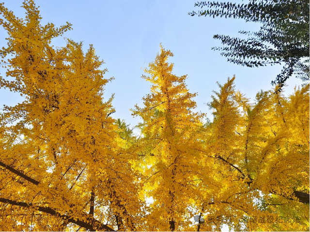 在英雄山，一叶知秋，邀您共赏