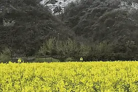 寒潮抵达重庆，一夜“入冬”！雪花春花同框谁更美→图片