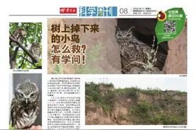 它世界第609期 树上掉下来的小鸟怎么救？有学问！图片