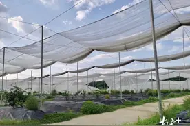 全县首例！佛冈农商银行发放承包土地经营权抵押贷款图片