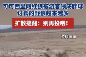 热闻|“讨食野狼越来越多”！可可西里的网红狼已经胖成球了，专家呼吁：别再乱投喂图片