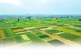 蔬菜集中上市 市场价格回落图片