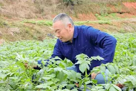 四川自贡：五宝镇马铃薯丰收在望 助力农业增收图片