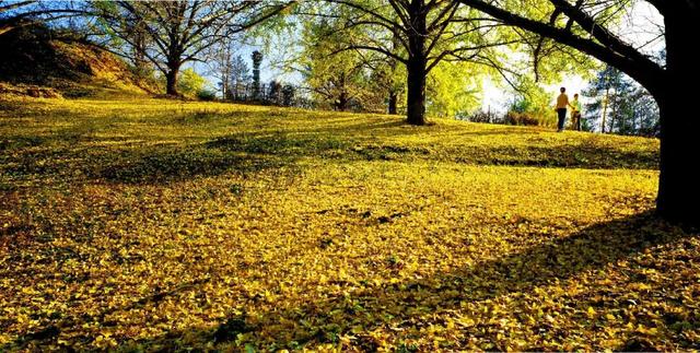 千年银杏韵，金黄满地诗，金色海洋游玩攻略来了！