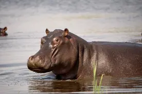 英国研究：河马全速奔跑情况下，可能会“飞”起来图片