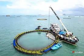 “金”牌捕捞手　“喜”网金鲳鱼图片