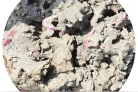 小禾虫变“致富虫”    要闯几道关图片