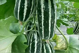 武汉蔡甸产网红甜瓜“羊角蜜”即将抢“鲜”上市图片