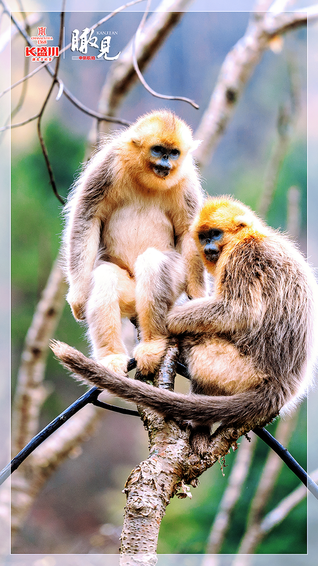 【瞰见】神农架：让心灵与自然共鸣