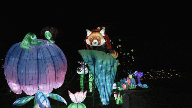 绝美！10万㎡秋日花海浪漫盛放，一起摇滚| 北京音乐地图