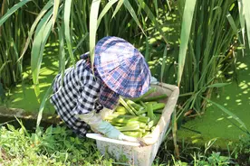 麻江：优质茭白走俏市场图片