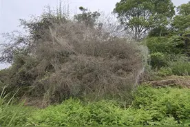 福建一山坡出现数十平方米巨幅“蛛网”，官方：实地查看是尺蠖所织，已喷药防治图片