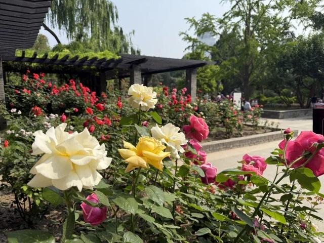 五月限定！西城花事正盛，赴一场初夏浪漫之约