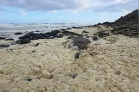 澳大利亚多个海滩被黄绿色泡沫覆盖，死鱼遍布，上百人身体不适图片